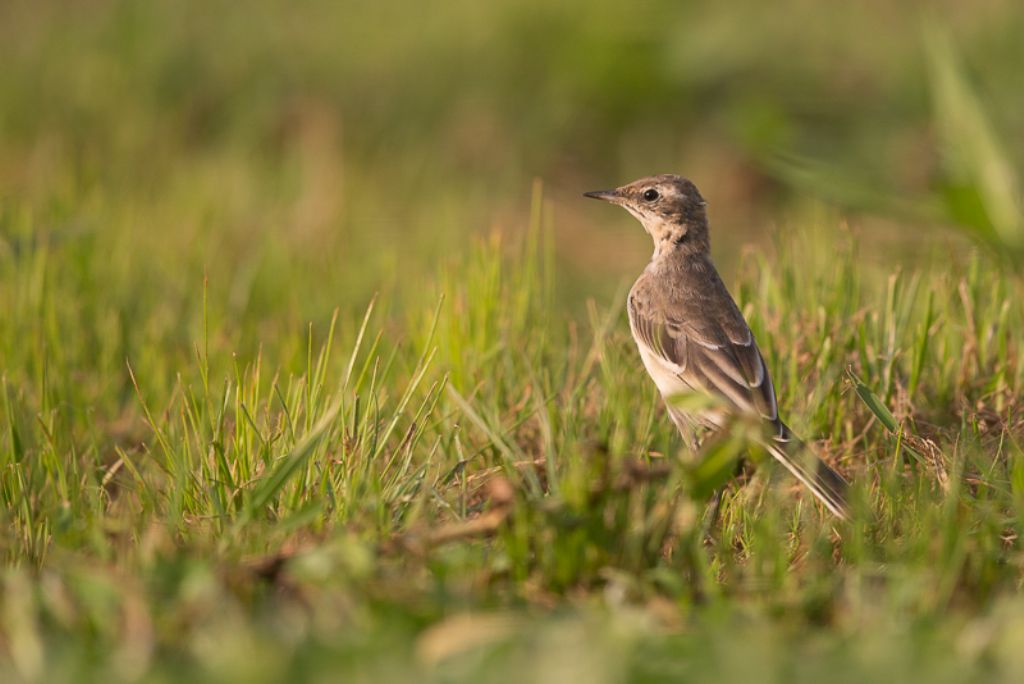 Ballerina ? No, giovane Cutrettola (Motacilla flava)